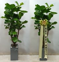 ����ȭ�� ������������