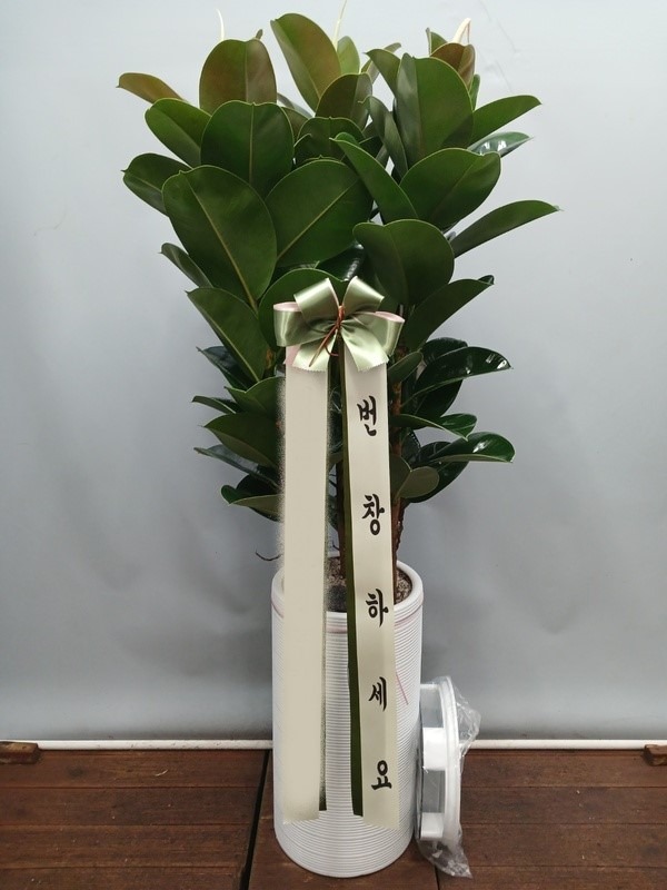 ����ȭ�� ��������