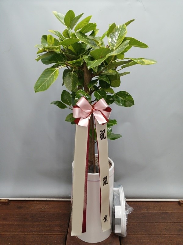 ����ȭ�� �𰥰�������