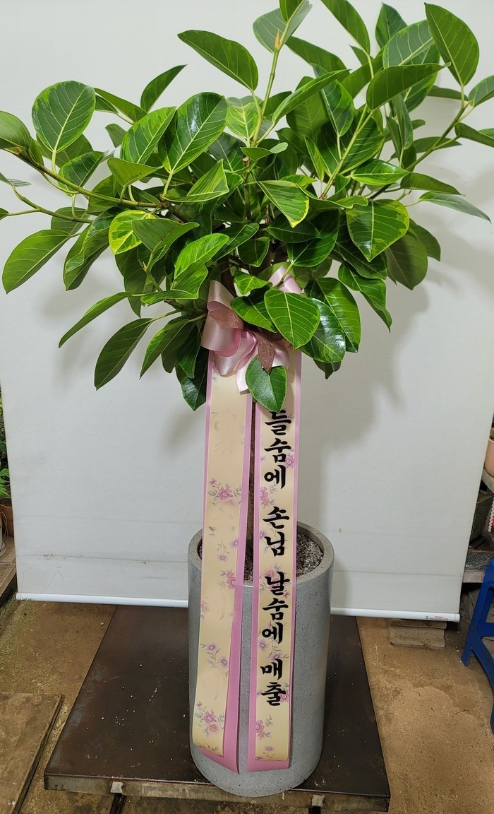 ����ȭ�� �𰥰�������