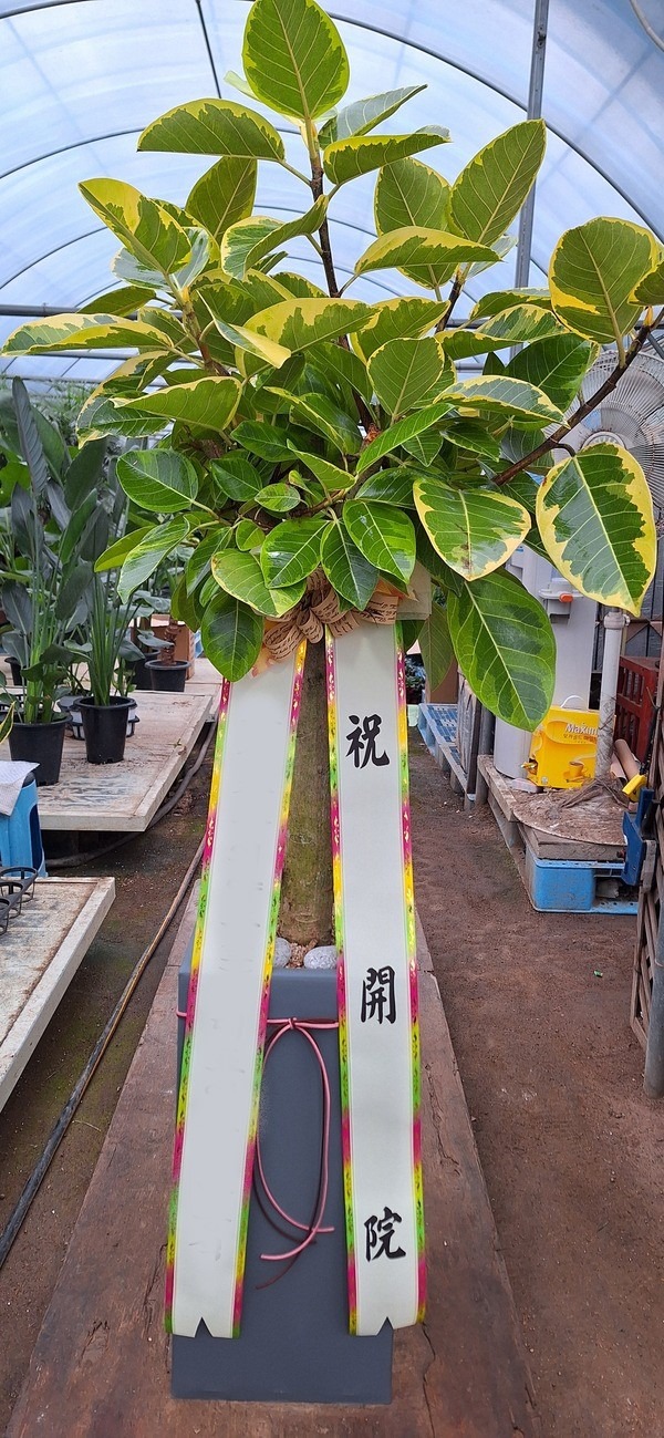 ����ȭ�� �𰥰�������