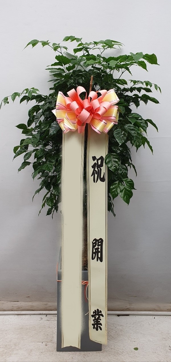 ����ȭ�� �캸��