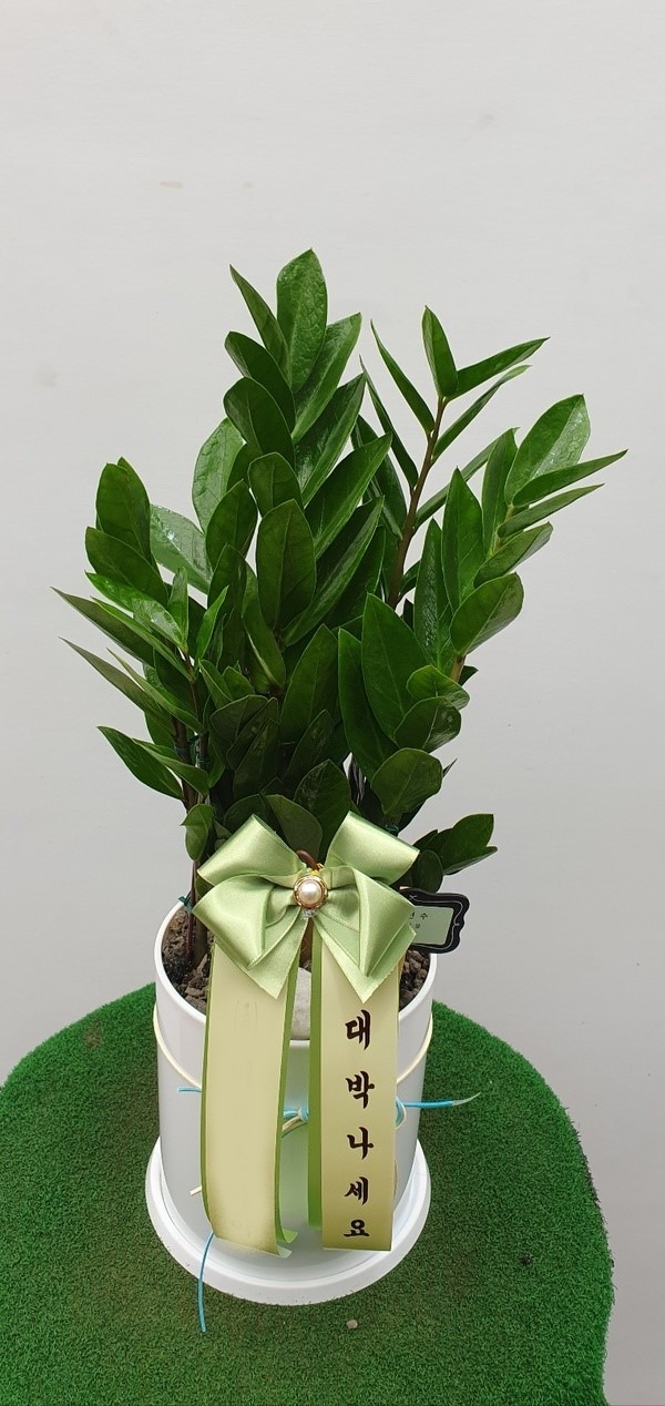 ����ȭ�� ������ Ź���