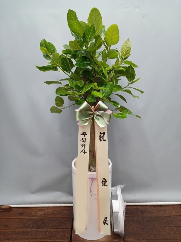 ����ȭ�� �𰥰�������