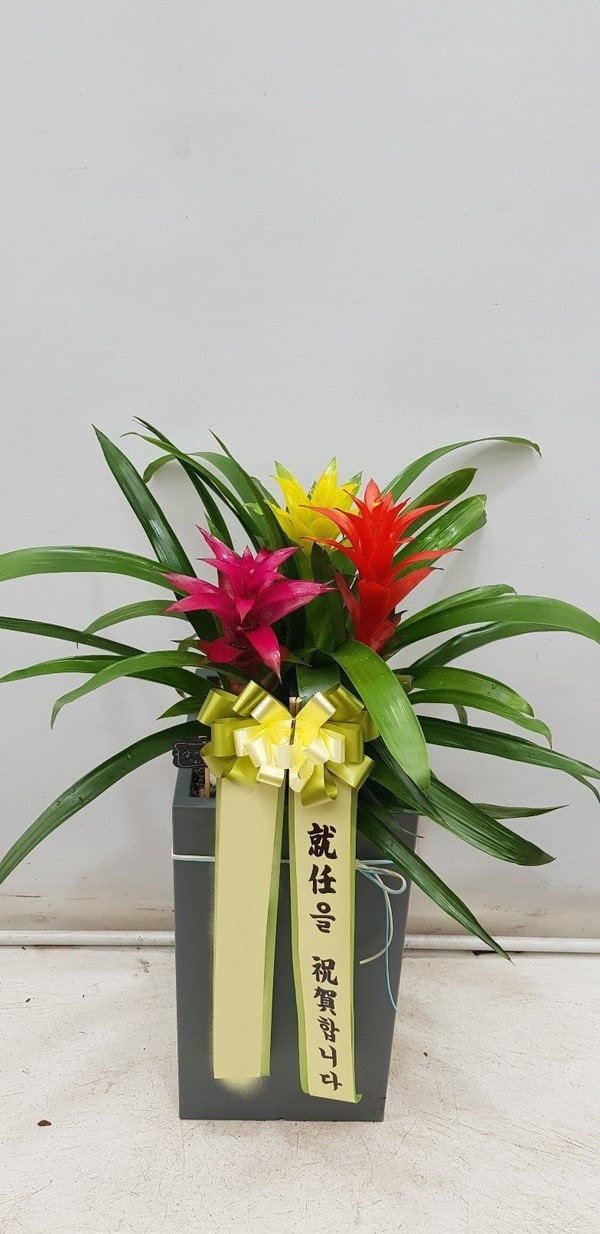 ����ȭ�� �Ƴ����� ���ü��