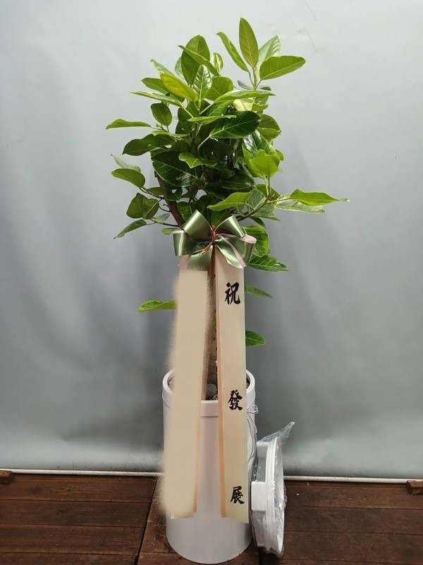 ����ȭ�� �𰥰�������