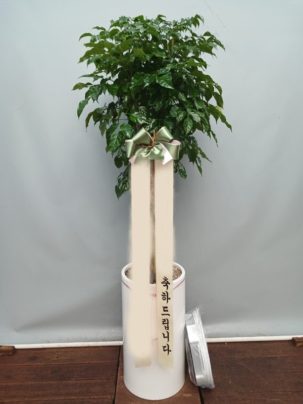 ����ȭ�� �캸��