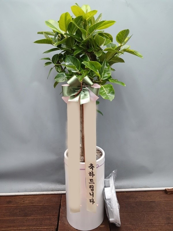 ����ȭ�� �𰥰�������