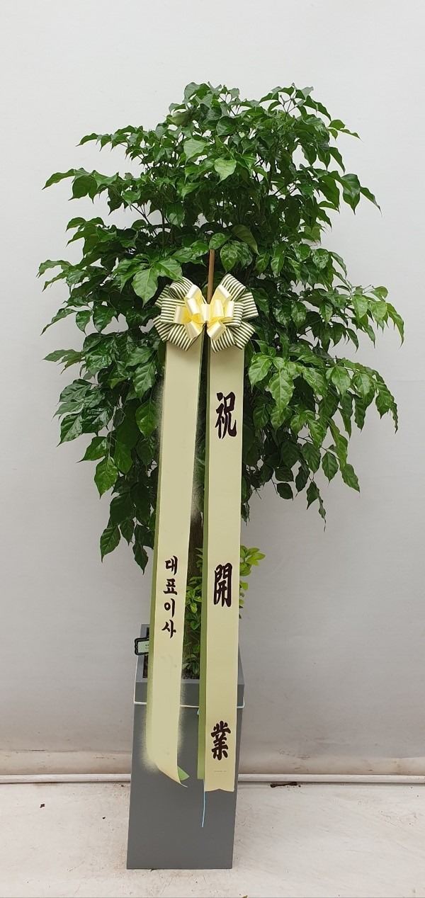 ����ȭ�� �캸��