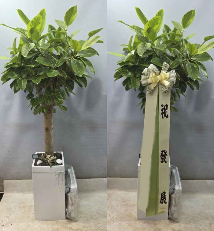 �𰥰�������