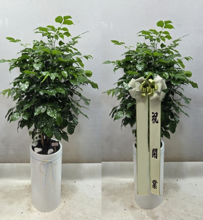 ����ȭ�� �캸��