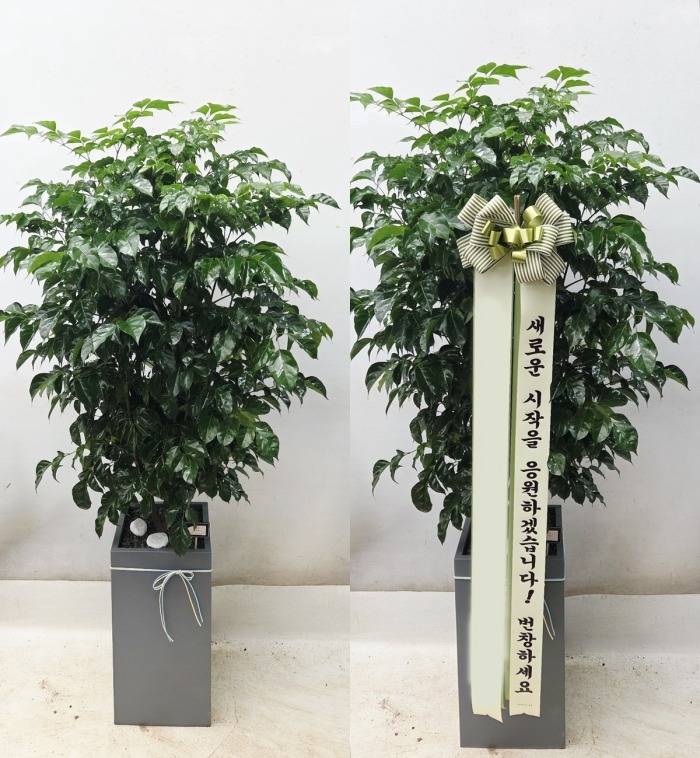 ����ȭ�� �캸��