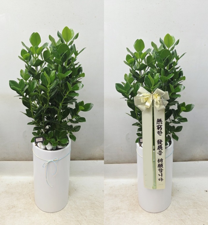 ����ȭ�� ũ��þ�