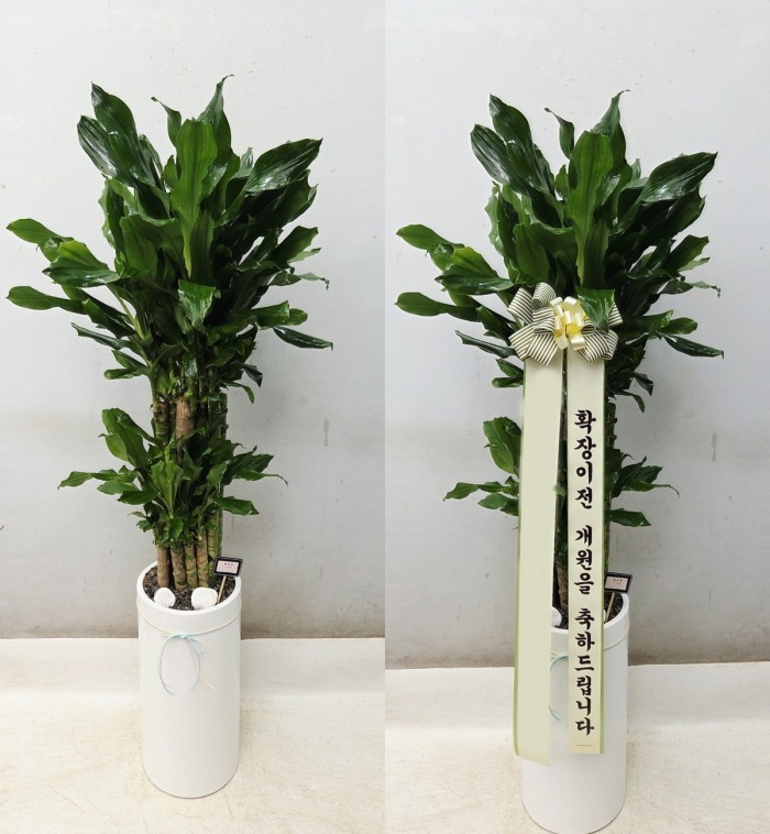 ����ȭ�� Ȳ����