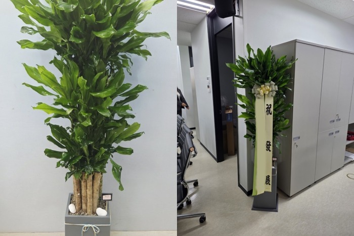 ����ȭ�� Ȳ����