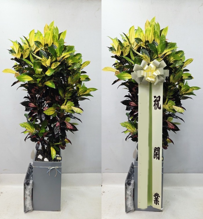 ����ȭ�� ���̽���