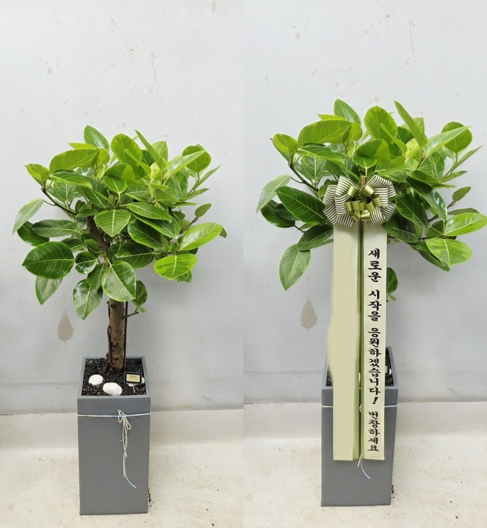 ����ȭ�� �𰥰�������