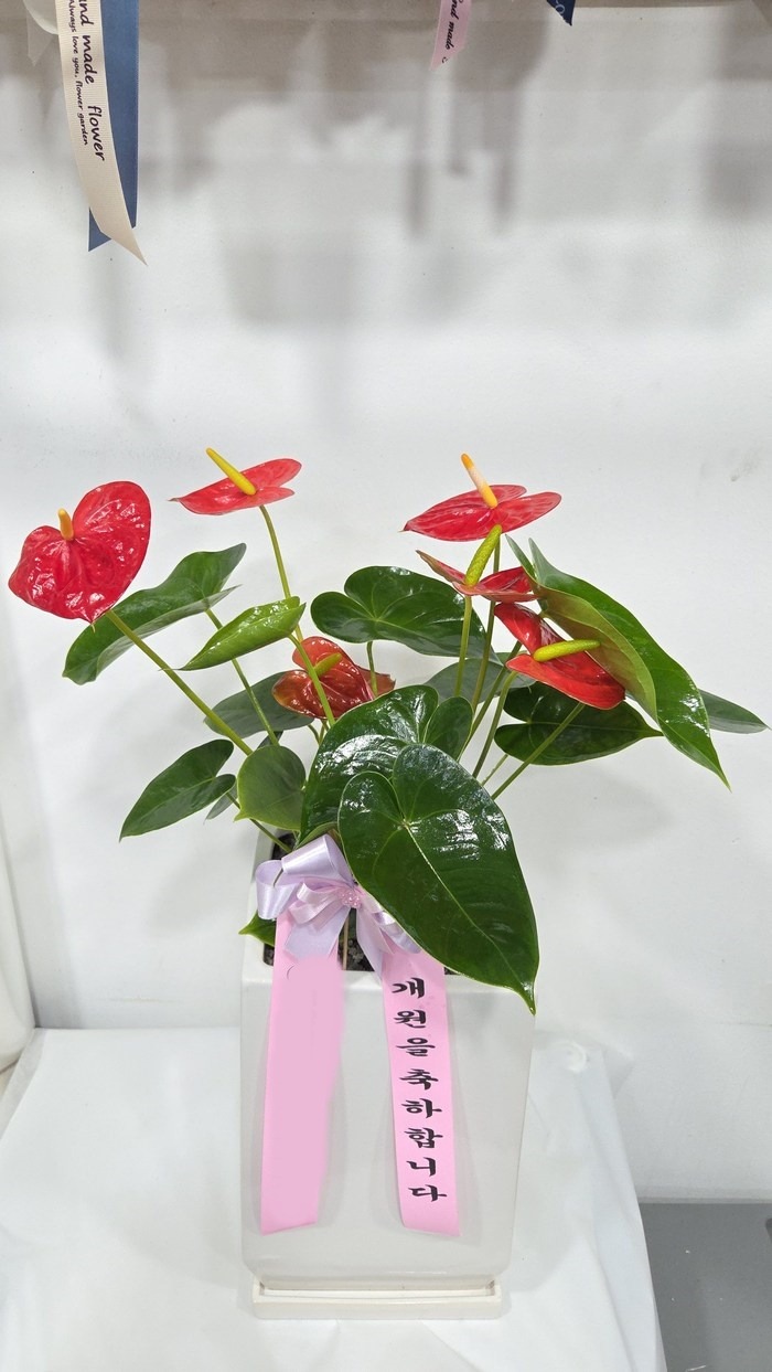 ����ȭ�� �Ƚø���